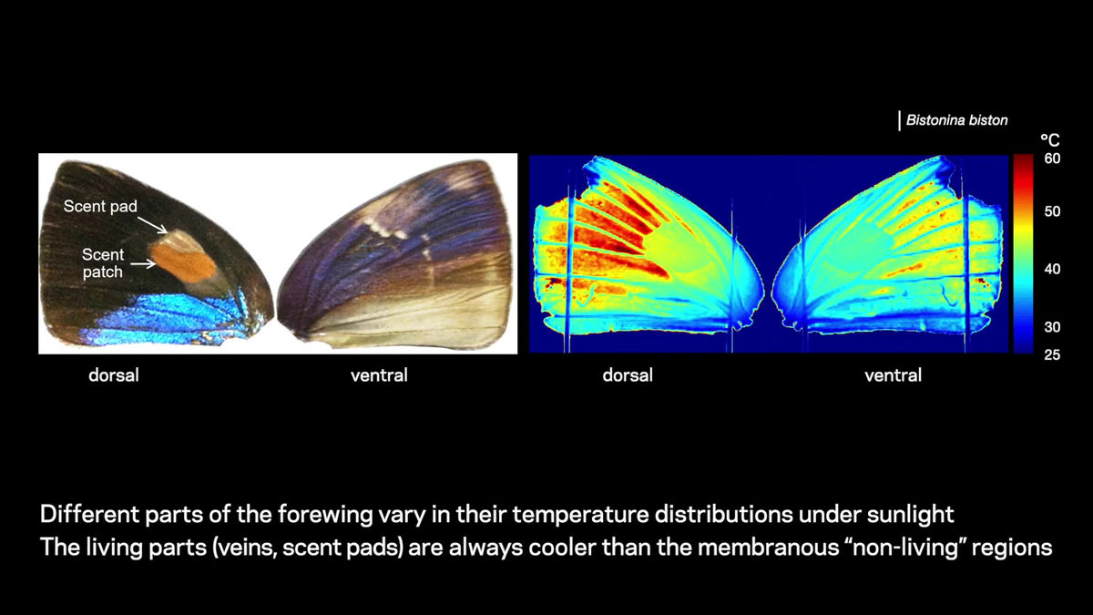 チョウの羽はセンサーや放熱などの機能を持つ「生きた翼」であることが 