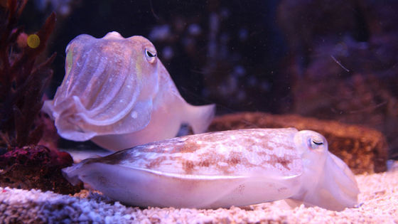 https://i.gzn.jp/img/2020/02/05/cuttlefish-eat-less-better-meal/00.jpg