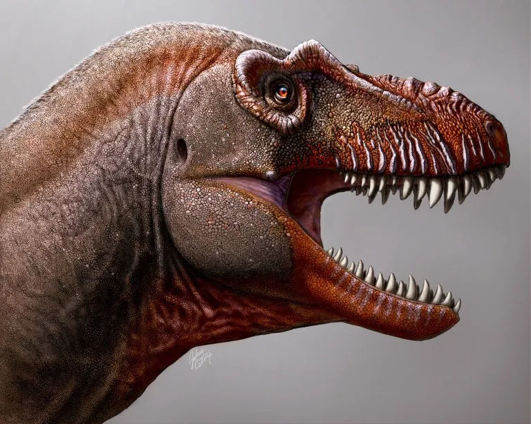ダスプレトサウルスの大腿骨化石（検索：化石 ティラノサウルス T-REX