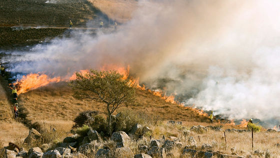 燃えやすい枯れ木などをあらかじめ焼いておく 野焼き は山火事を防いでくれるのか Gigazine