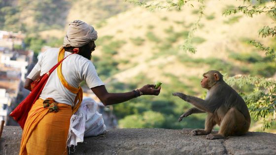 人間による餌付けが野生動物のコミュニティから 社会的なつながり を奪ってしまうという研究結果 Gigazine