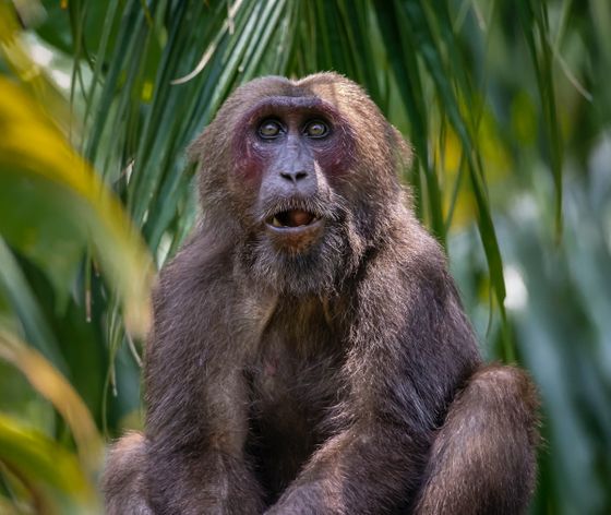 人間による餌付けが野生動物のコミュニティから 社会的なつながり を奪ってしまうという研究結果 Gigazine