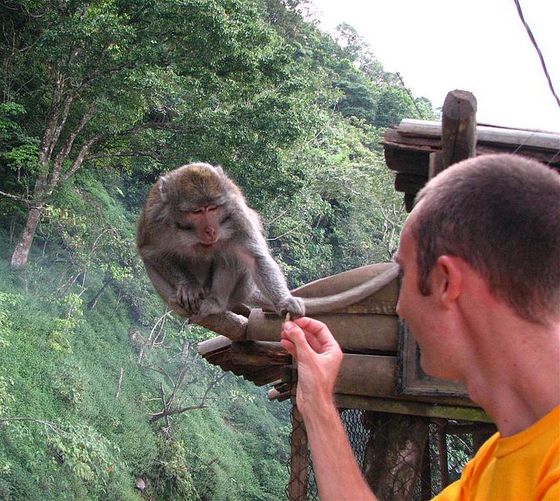 人間による餌付けが野生動物のコミュニティから「社会的なつながり」を奪ってしまうという研究結果 GIGAZINE