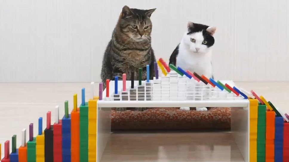 A cute movie is being released that decides nice assist for dominoes that  cause cats to chain one after another - GIGAZINE