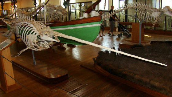 Зачем единорогам нужен рог. Нарвал в китовый зал Зоологического музея Санкт Петербург. Морской Единорог.