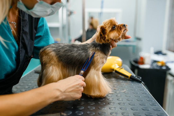 犬の手入れで気をつけなければならない重要なポイント Gigazine