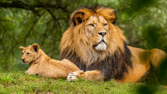 女は男よりも寿命が長い のは人に限ったことではない なぜ野生動物においても同じ傾向が観測されるのか Gigazine