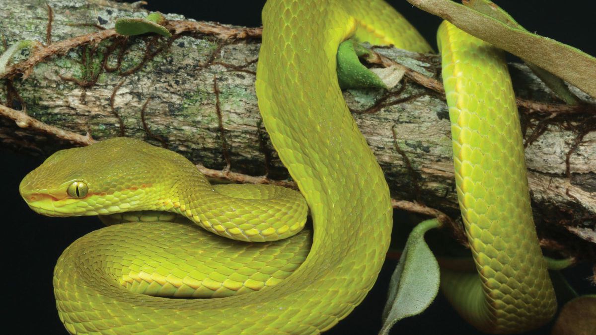 新種の毒蛇がハリー ポッターにちなんで スリザリン と名付けられる Gigazine