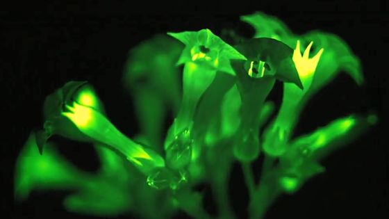 植物自身が持つ物質を利用して「暗闇で光り輝く植物」が遺伝子組み換え技術で作られる - GIGAZINE