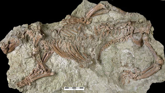 Dog-sized scorpion terrorized the seafloor some 400 million years