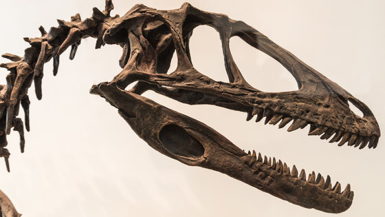 ジュラシック・パーク」に登場した肉食恐竜ラプトルのモデルは集団で