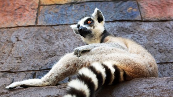3,152 Ring Tailed Lemur Lemur Catta Stock Photos, High-Res Pictures, and  Images - Getty Images