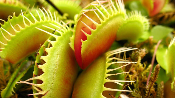 食虫植物は一体どうやって虫を捕獲する能力を獲得したのか Gigazine