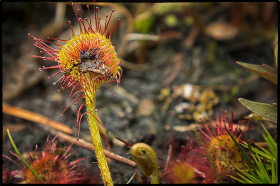 食虫植物は一体どうやって虫を捕獲する能力を獲得したのか Gigazine