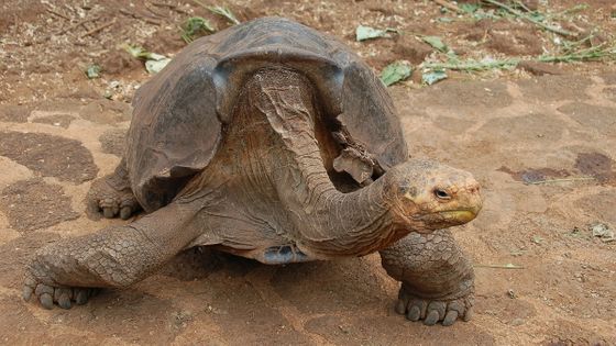 種を絶滅から救った絶倫カメ ディエゴ が引退して生まれた島へ帰還 Gigazine