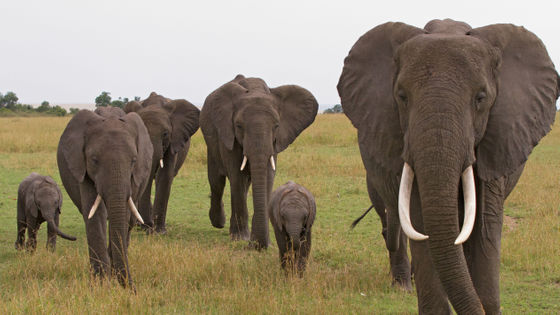 謎の 象の大量死 が続く 確認された死骸は350頭超 Gigazine