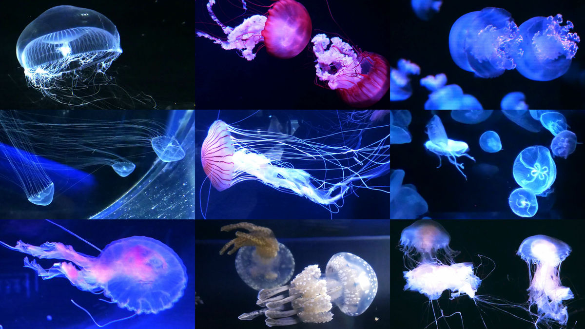 West Japan S Largest Jellyfish Wonder Photo Collection With Fantastic And Beautiful Jellyfish Gathered You Can See The Growth Process And Research Of Jellyfish Up Close Gigazine