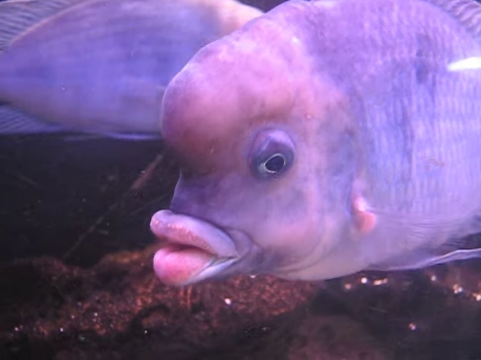 セクシーすぎる唇を持つ魚 がsnsで話題に 人っぽい唇や歯を持つ魚は想像以上に多い Gigazine