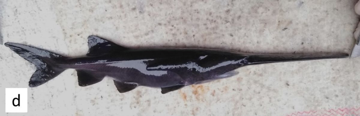 研究者がうっかり2種の絶滅危惧種をかけ合わせて 絶滅危惧種のハイブリッド魚 を生み出してしまう Gigazine