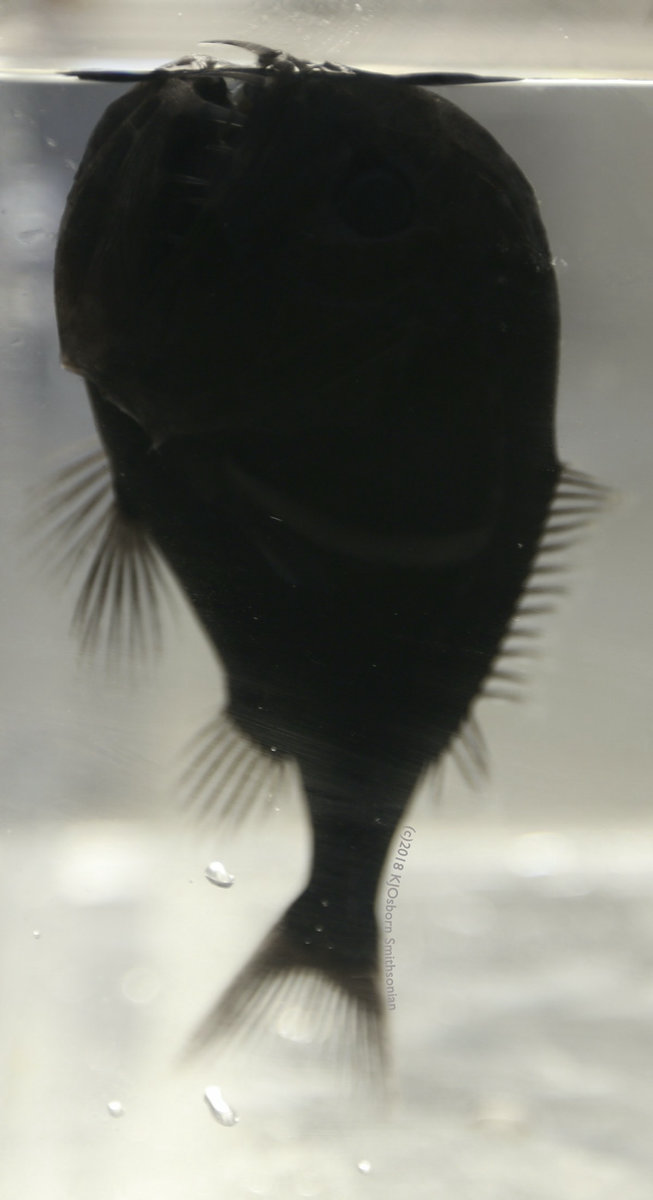 99 5 の光を吸収する世界一真っ黒な魚 ウルトラブラックフィッシュ が発見される Gigazine