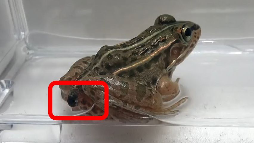カエルに食べられても「お尻の穴」から生きたまま脱出できる虫が発見