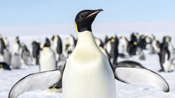 コウテイペンギンの個体数が99 減少する可能性があるとして絶滅危惧種に指定へ 気候変動の影響で Gigazine