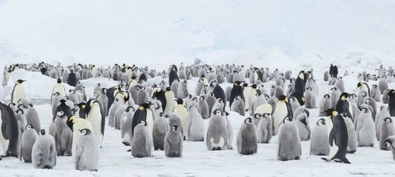 冬バーゲン☆特別送料無料！】 Photo 伝染病患者 皇帝ペンギン - - www