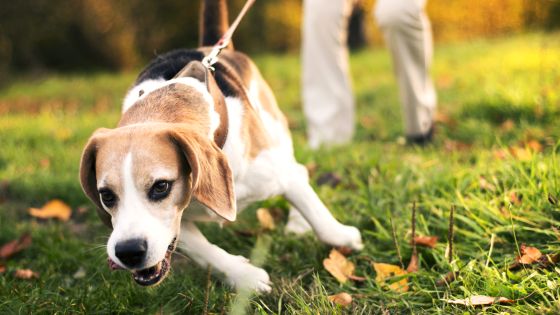 犬の散歩は 1日2回 合計で1時間以上 という法律が制定される Gigazine
