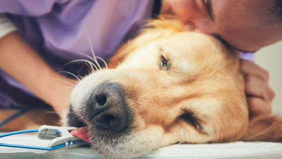 犬の熱中症の原因第1位は 車内への放置 ではない 一体何がもっとも多く犬の熱中症を引き起こしているのか Gigazine