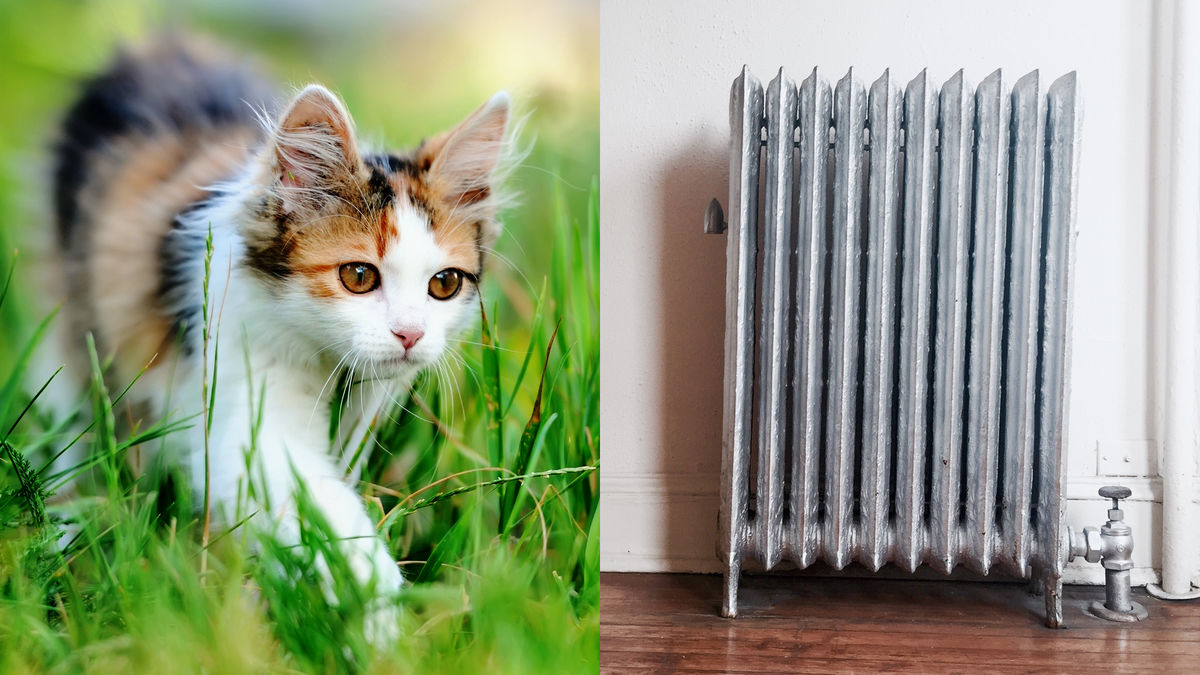 ネコVSパネルヒーター、暖房としてコストパフォーマンスがよいのはどちらなのか？ - GIGAZINE