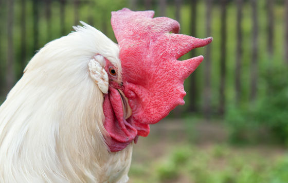 養鶏業 はアメリカでどのように発展を遂げたのか Gigazine