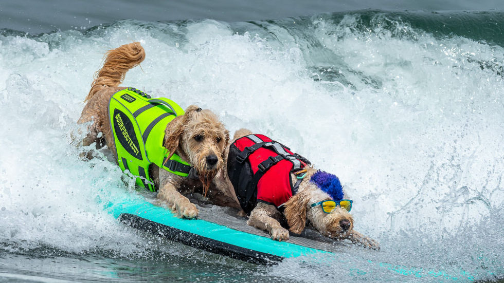 世界選手権が毎年開催される 犬のサーフィン とは Gigazine