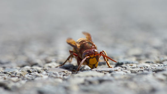 アメリカで 殺人バチ と恐れられるオオスズメバチの巣を初めて駆除することに成功 Gigazine