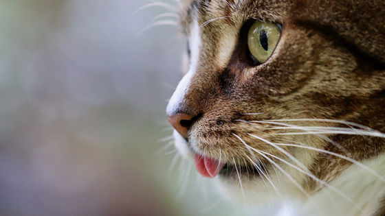 ネコに学ぶ 自然体で生きる方法 を哲学者が語る Gigazine