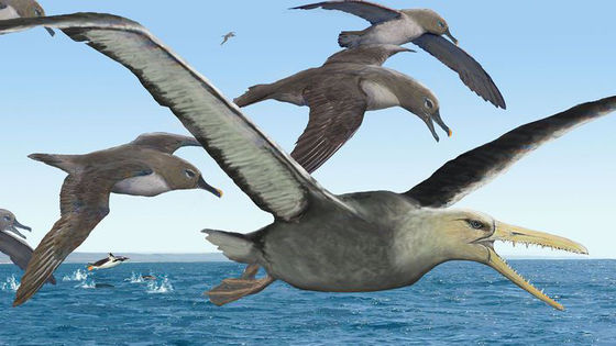 翼幅が最大6メートルという 空を飛ぶことが可能な限界サイズの鳥 に関する研究結果が発表される Gigazine