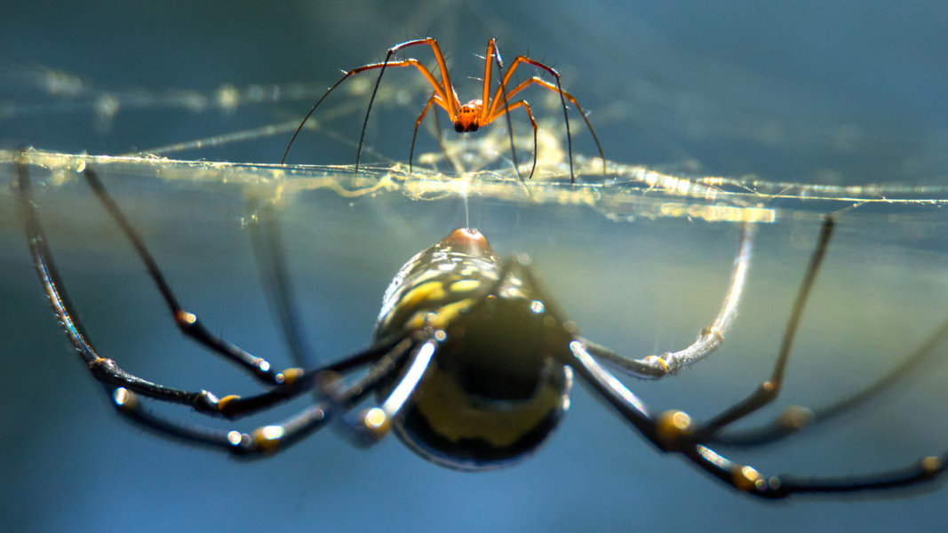 あまりにも奇妙な クモの交尾 の世界 ライブドアニュース