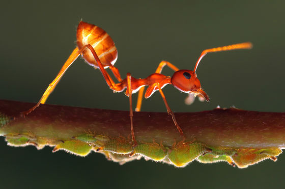 アリは 自分自身が分泌する酸を飲んで体内の雑菌を殺す という研究結果 Gigazine