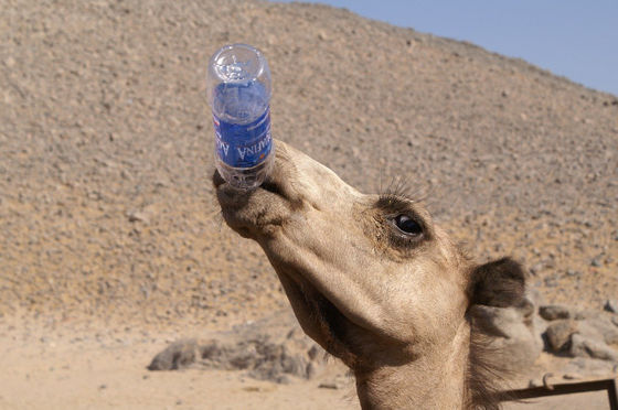 ラクダのコブに貯蔵されているのは 水 ではない ラクダが過酷な砂漠での暮らしに耐えるメカニズムとは Gigazine