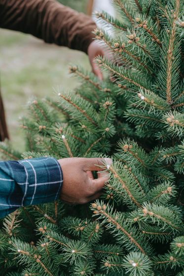 The economics of Christmas trees - The Hustle