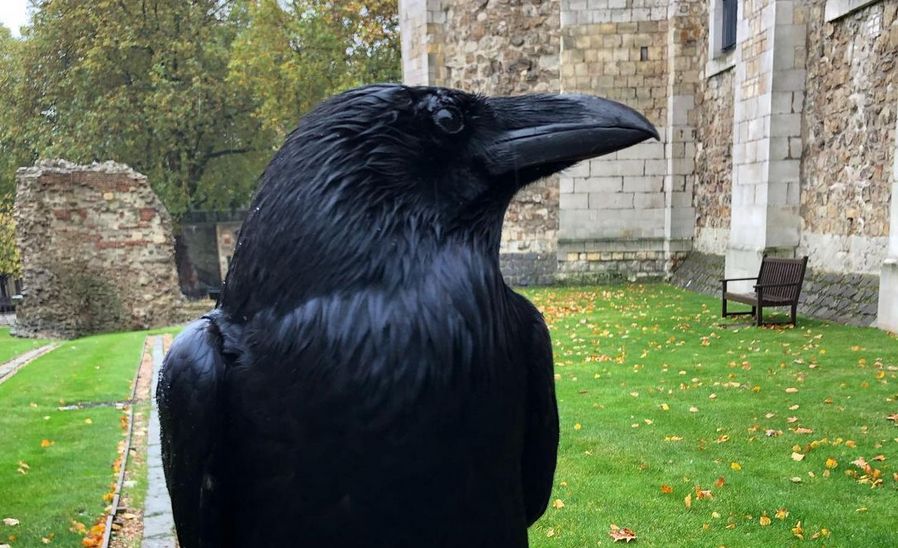 ロンドン塔に住む1羽のカラスが姿を消して 王国崩壊の伝説 がささやかれている Gigazine