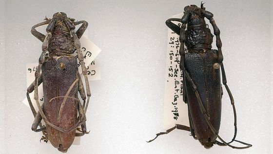 沼地からほぼ完全な状態で見つかった甲虫が約4000年前に死んだものだっ