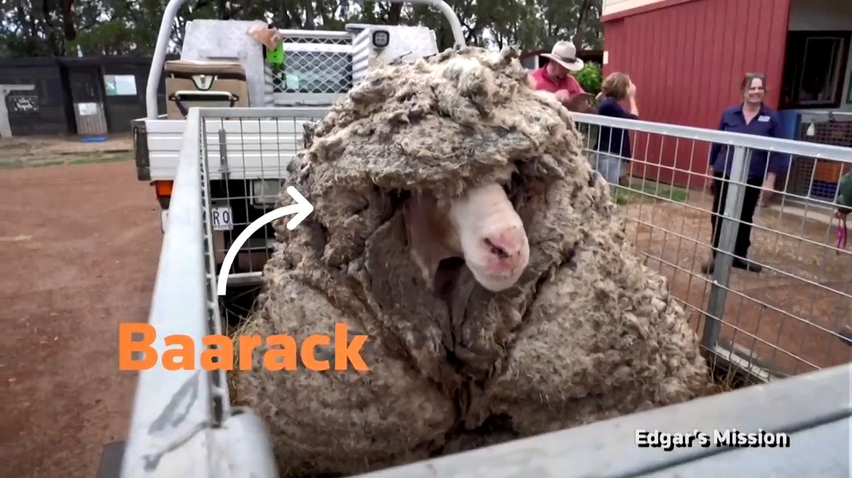 35kgもの羊毛で全身が覆われた羊が保護される Gigazine
