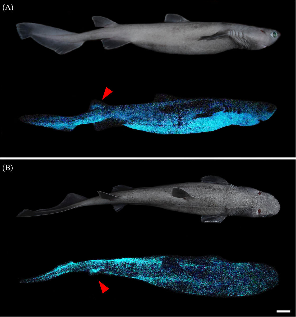 世界最大の光る脊椎動物は 発光する深海サメ だと判明 巨大なサメがわざわざ光る理由とは Gigazine