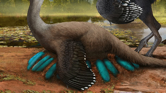 世界初の「ふ化前の卵を抱く恐竜の化石」が見つかる - GIGAZINE