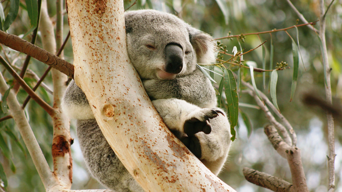 コアラが世界中で愛されるのは 人間の赤ちゃんに似ているため という説 Gigazine