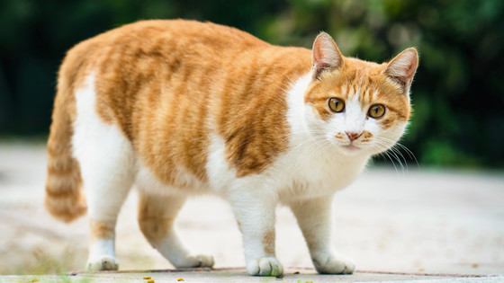 猫 の お腹 の たるみ