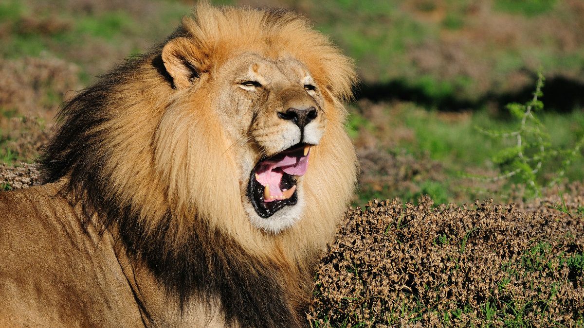 ライオンのあくびには 仲間との結束を強化する 役割があるかもしれない Gigazine