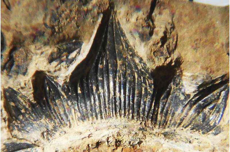 ゴジラシャーク と呼ばれたサメの化石が新種の生物のものだと判明 Gigazine