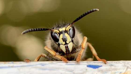 Pathogenic fungus uses volatiles to entice male flies into fatal