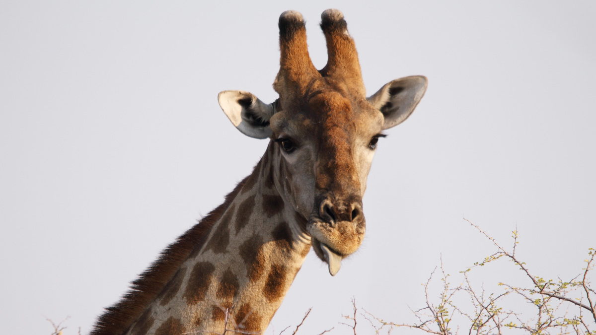 Why does a giraffe not faint with low blood pressure even if she moves her  head? - GIGAZINE